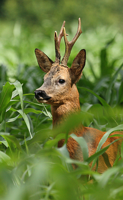 Assurance Organisateur de chasse