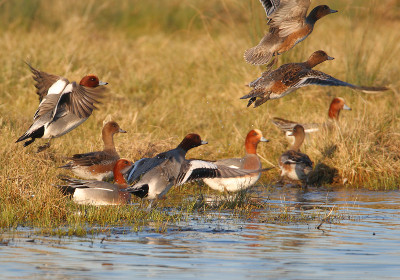 Assurance Organisateur de chasse